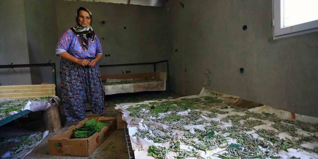 Muğla Büyükşehir’in Desteği İle İpekböcekçiliği Gelişiyor