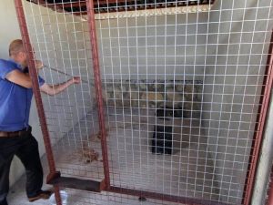 Bayburt’ta Bulunan Yaralı Vaşak Tedavi İçin Erzurum’a Gönderildi