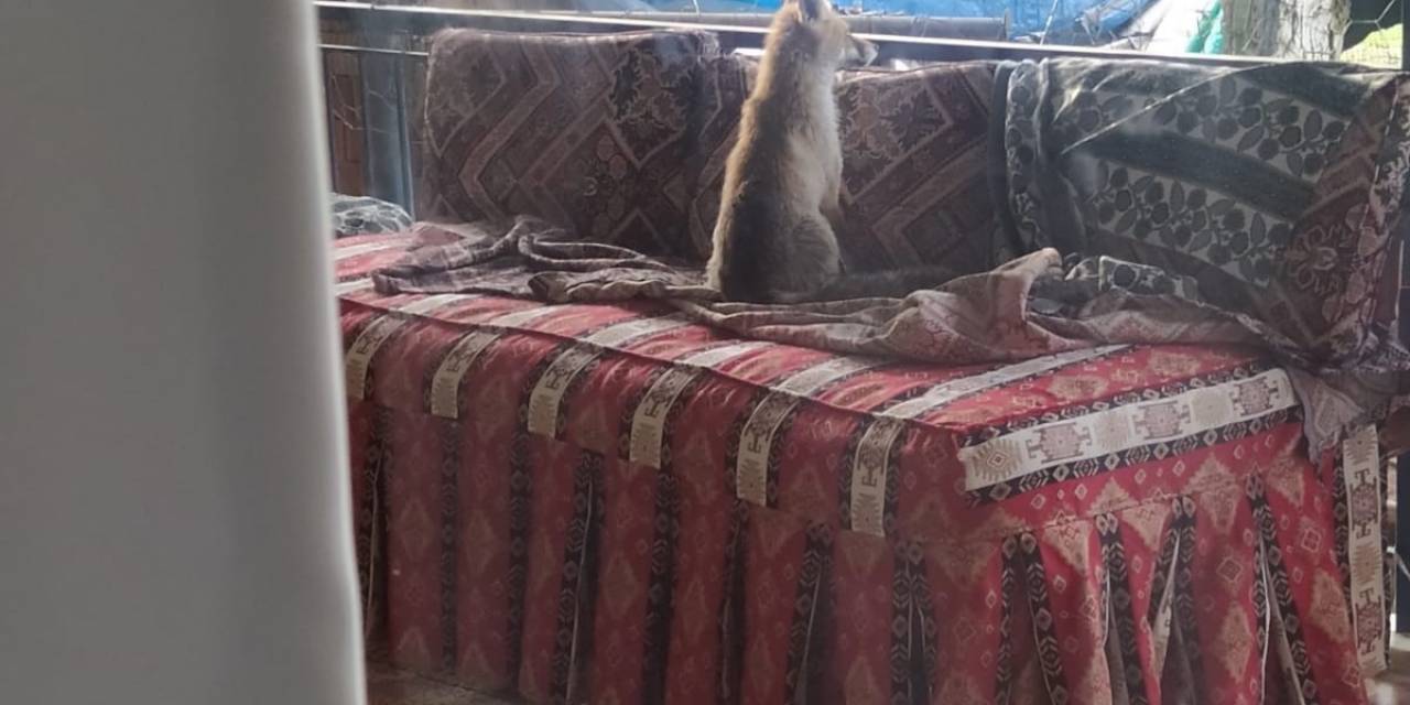Burdur’da Şehre İnen Yavru Tilki Bir Evin Balkonunda Sabahladı