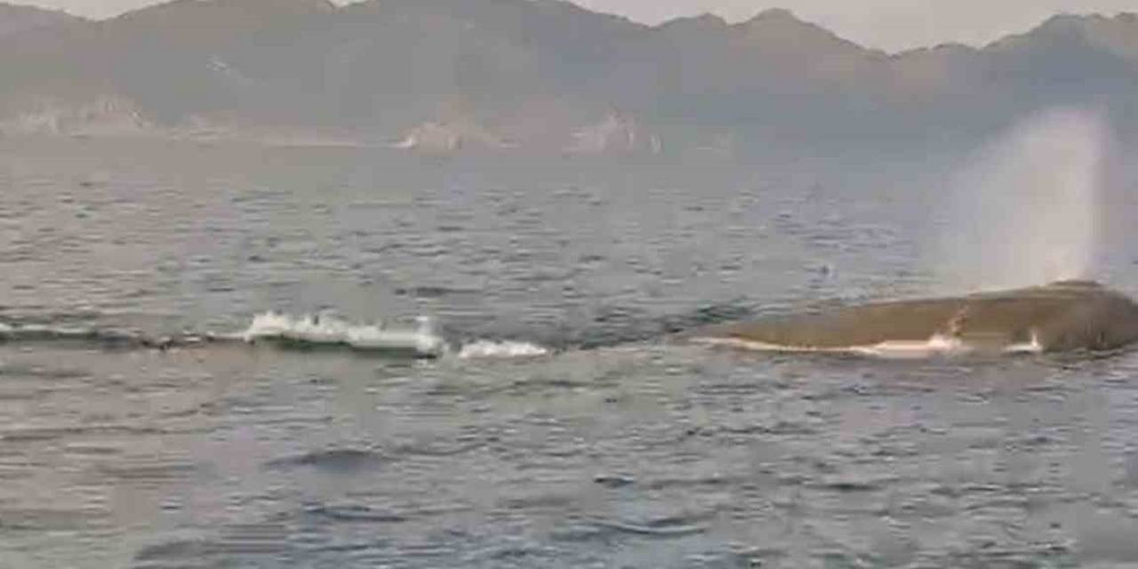 Marmaris Açıklarında Balina Sürprizi