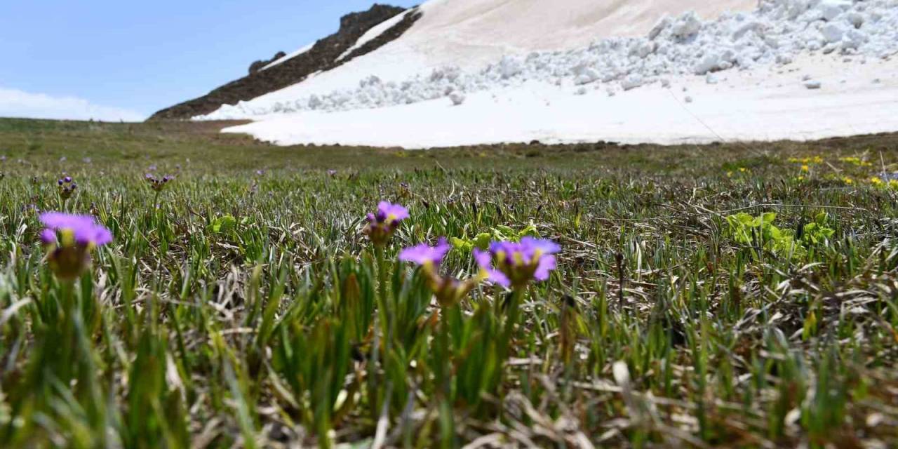 Şırnak’ta Yılın Son Kardelenleri Çiçek Açtı