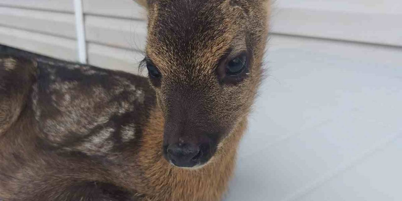 Buldukları Yavru Karacayı Doğa Koruma Ve Milli Parklar Yetkililerine Teslim Ettiler