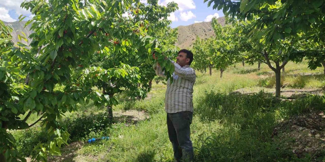Yılda 7 Ton Kiraz Üretiyor