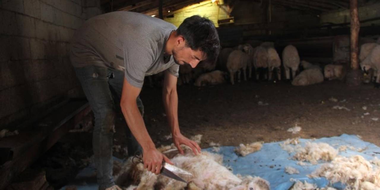 Havaların Isınmasıyla Koyun Kırkma Mesaisi Başladı