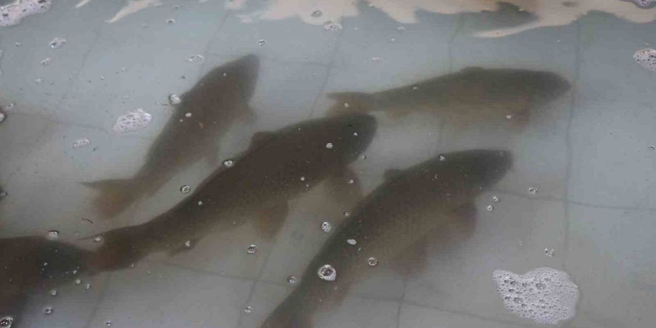 Hedef 20 Milyon Sazan Üretmek