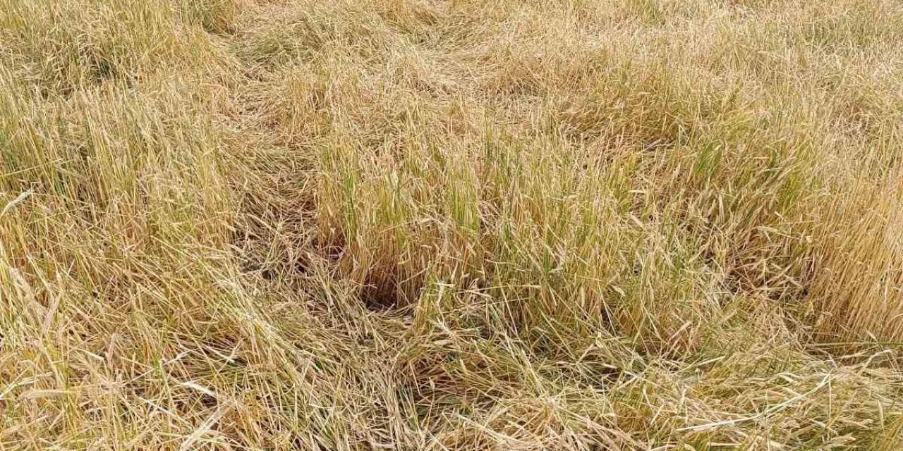 Dolu, Ekili Alanları Vurdu