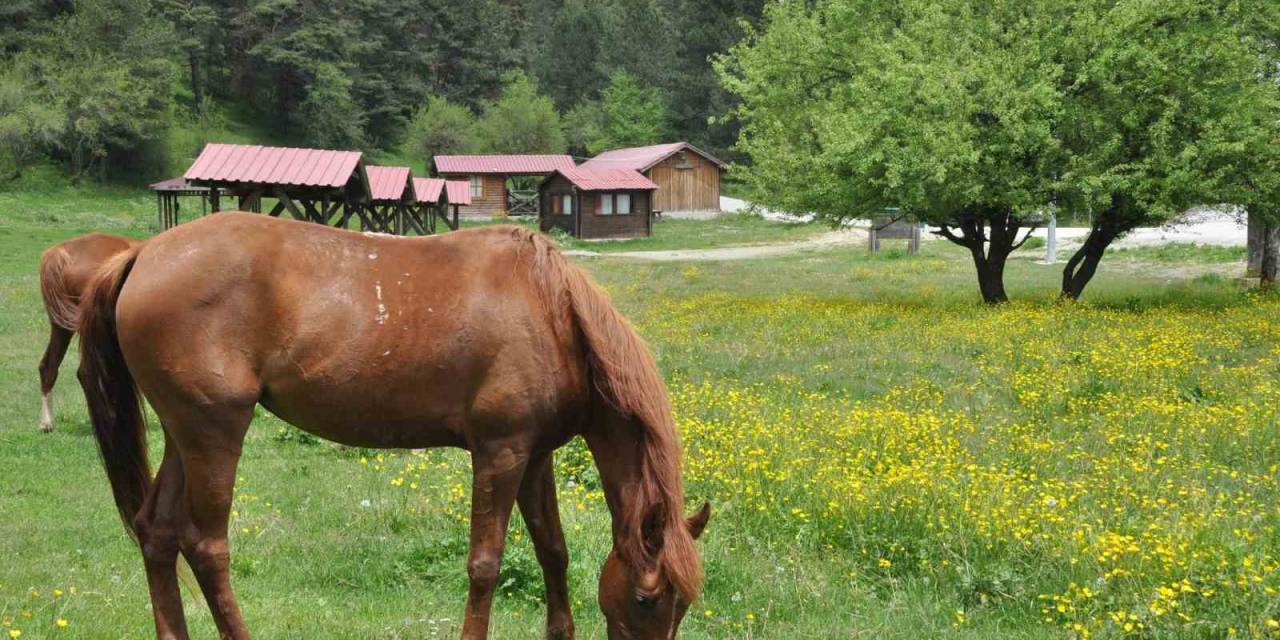 Abant Gölü Milli Parkı Çiçek Bahçesine Döndü