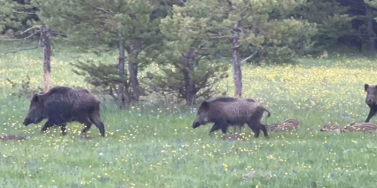 Kars’ta Domuz Sürüsü Yavrularıyla Görüntülendi