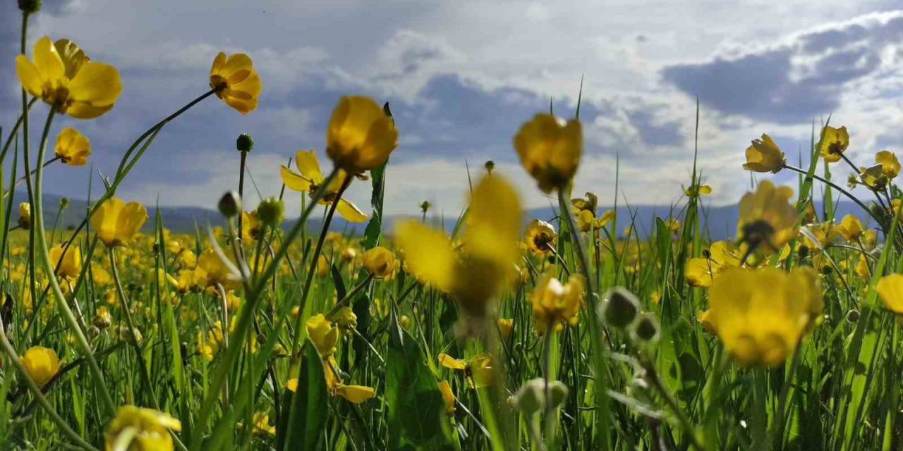 Ardahan Ovası Sarıya Boyandı