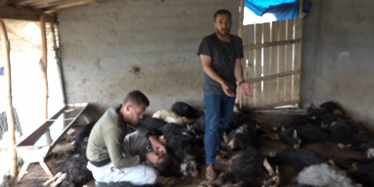 Kulp’ta Sokak Köpekleri Ahıra Girerek 70 Hayvanı Telef Etti