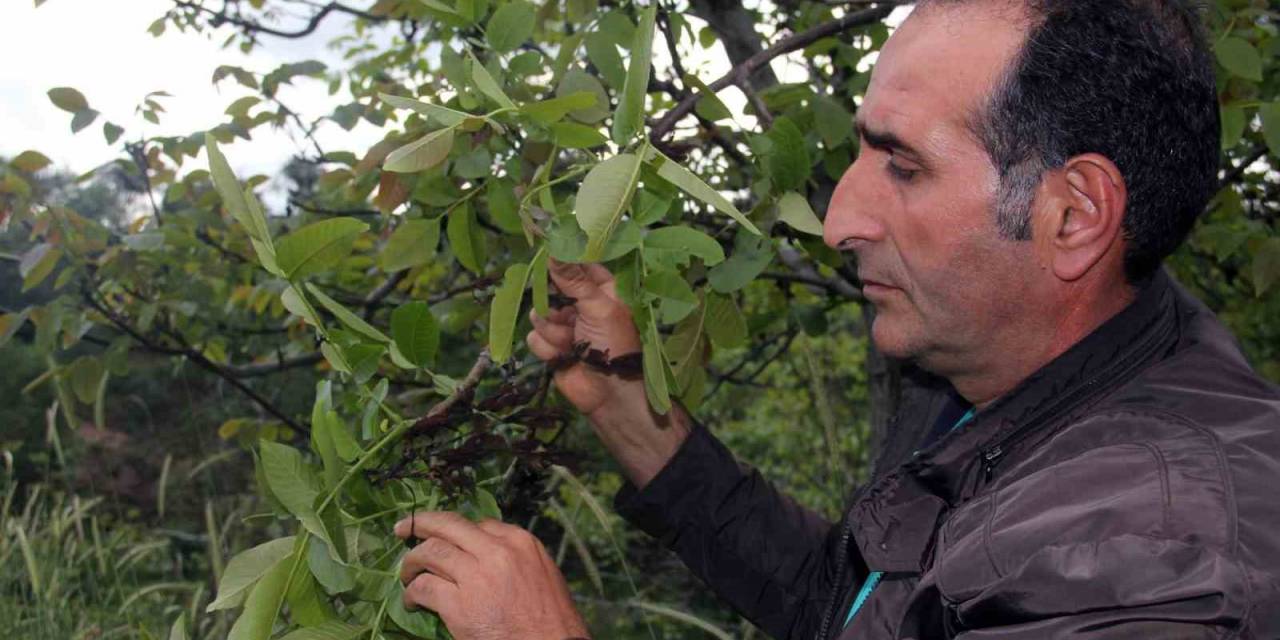 Şebin Cevizini Zirai Don Vurdu