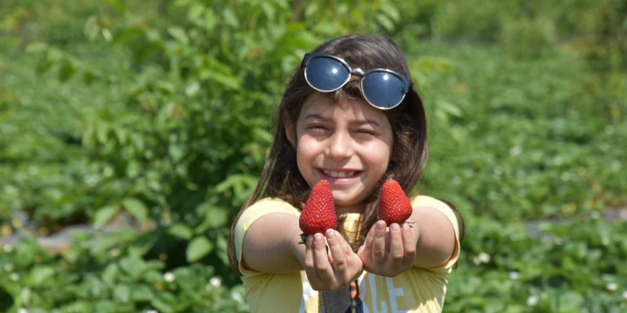 ’kırmızı Elmas’ın İlk Hasadı Yapıldı