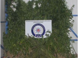 Düzcede Uyuşturucu Operasyonu