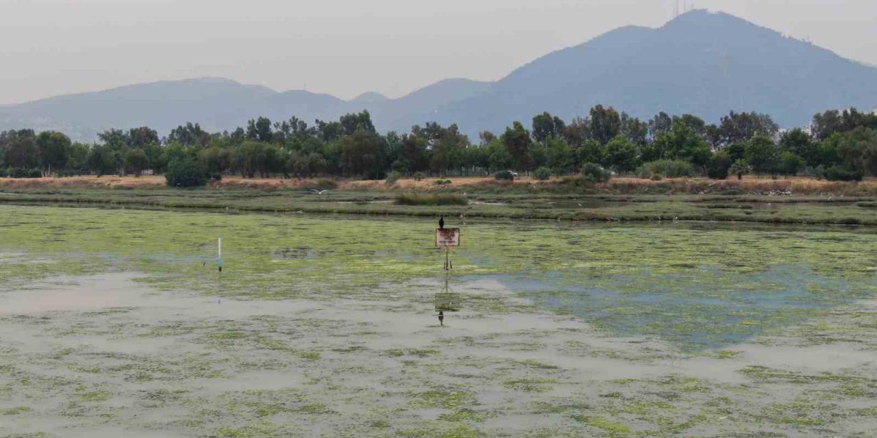 İzmir Körfezi Can Çekişiyor