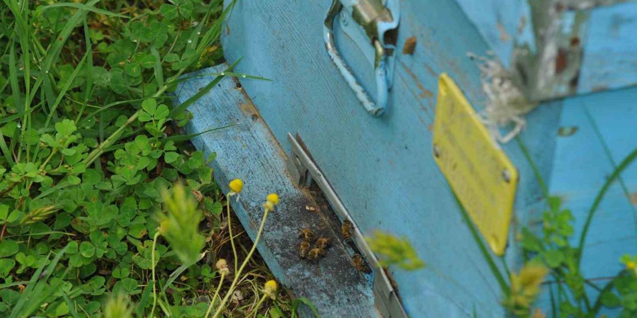 Arıların Kabusu Olan ’arı Kuşları’ Kovanlara Saldırdı