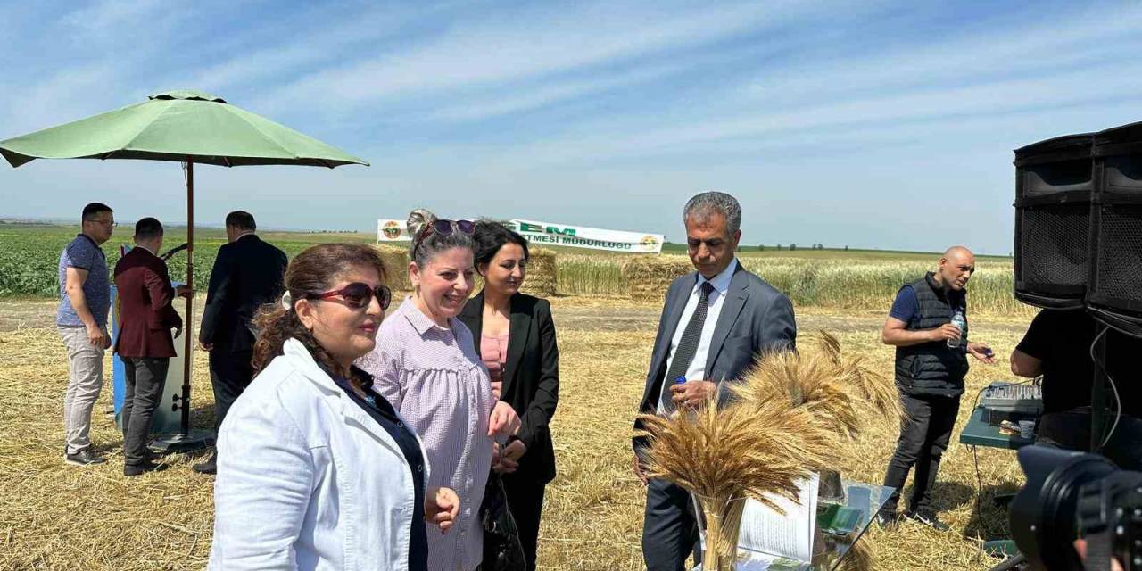 Tritikale Tanıtım Ve Tarla Günü’nde Hasat Yapıldı