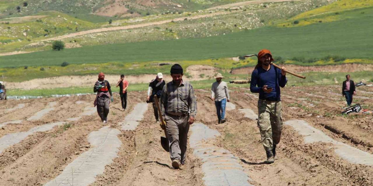 Terörün Yerini Huzura Bıraktığı Şırnak Arazileri Tarımla Canlanıyor