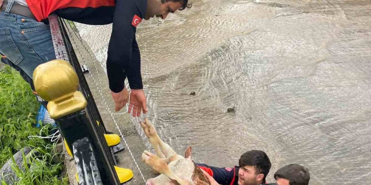 Dereye Düşen Buzağı İçin Seferber Oldular