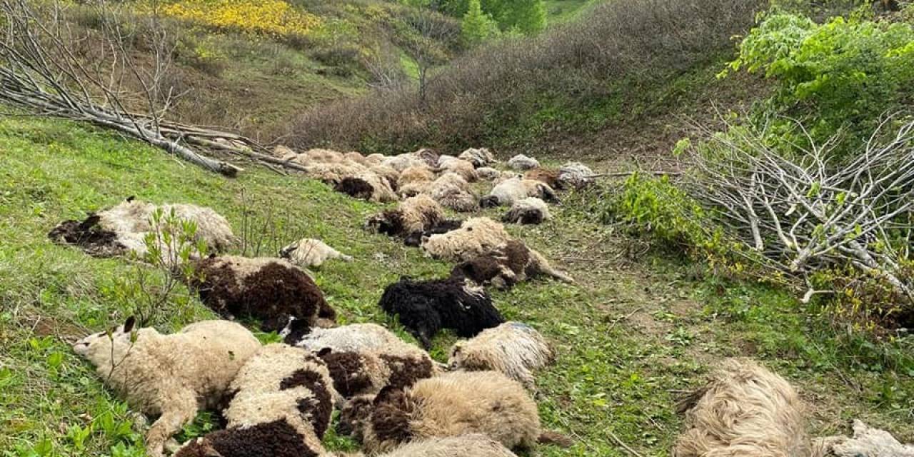 Ordu’da Koyun Sürülerine Ayı Saldırdı: 76 Koyun Telef Oldu