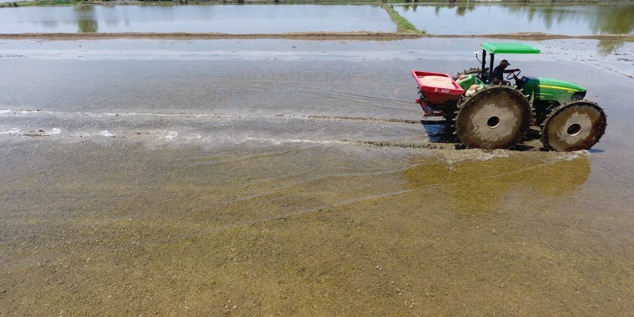 Sinop Çeltiğinde Tohumlar Suyla Buluşmak İçin Hazırlanıyor
