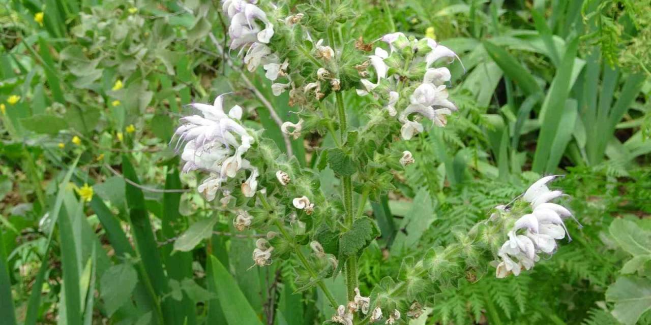 600 Adet Bulunan Siirt Adaçayının Çiçeklerini Koparanlara 244 Bin 315 Lira Ceza Veriliyor