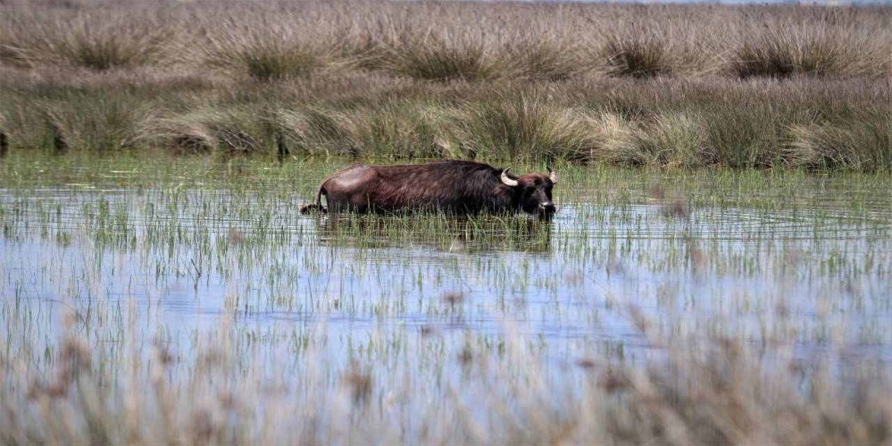 Samsun Manda Popülasyonunda Türkiye’de İlk Sırada