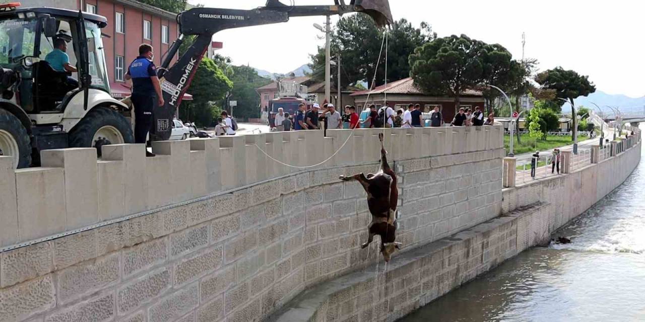 Kızılırmak’taki Hayvan Leşleri Kepçe İle Kaldırıldı
