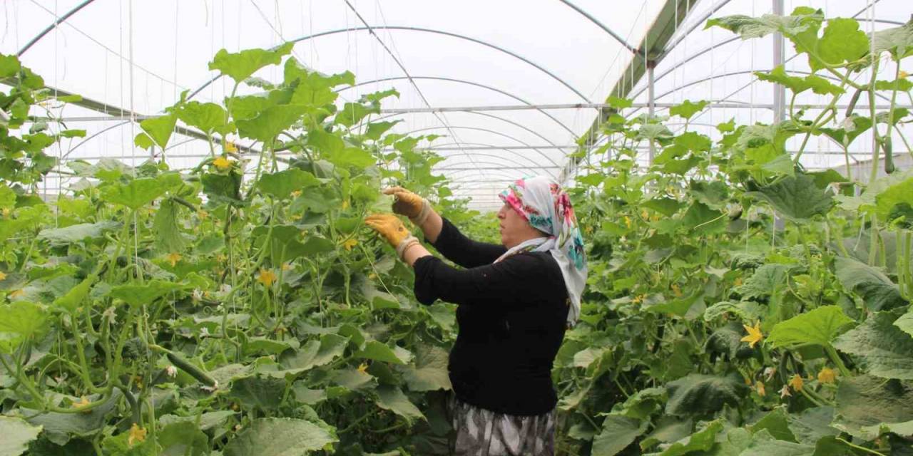 Bileziklerini Satıp Devletten Aldığı Hibe İle Sera Kurdu