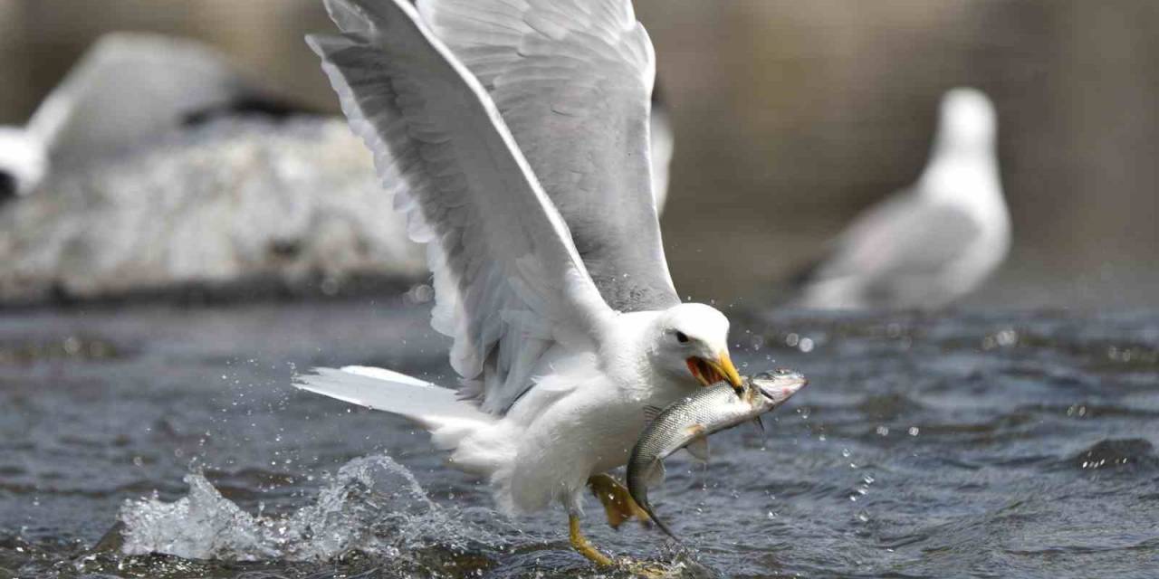 Bu Balıkları Sadece Martılar Avlayabiliyor