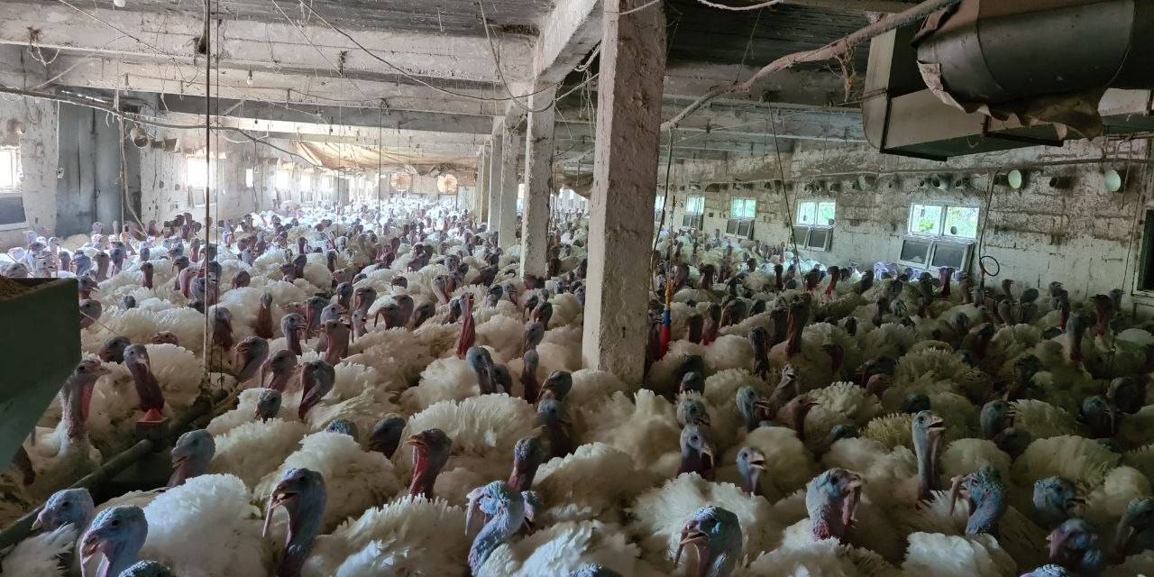 Hobi Olarak Başladığı Hindi Yetiştiriciliğinde Taleplere Yetişemiyor