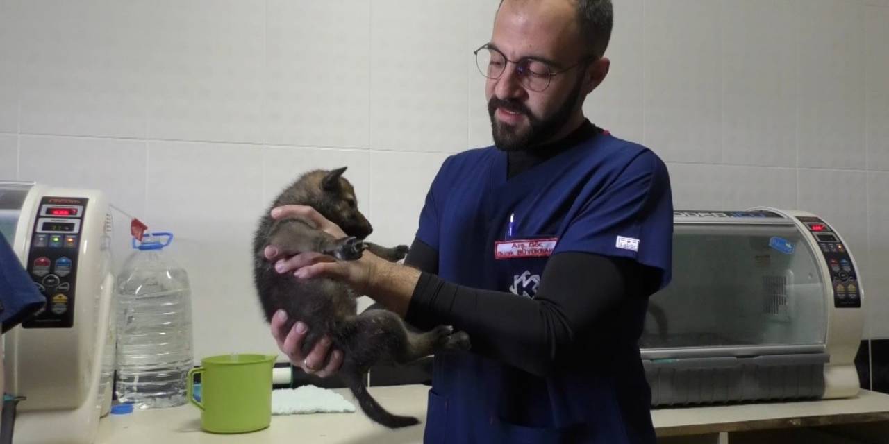 Kars’ta Yavru Kurtlar Biberonla Besleniyor