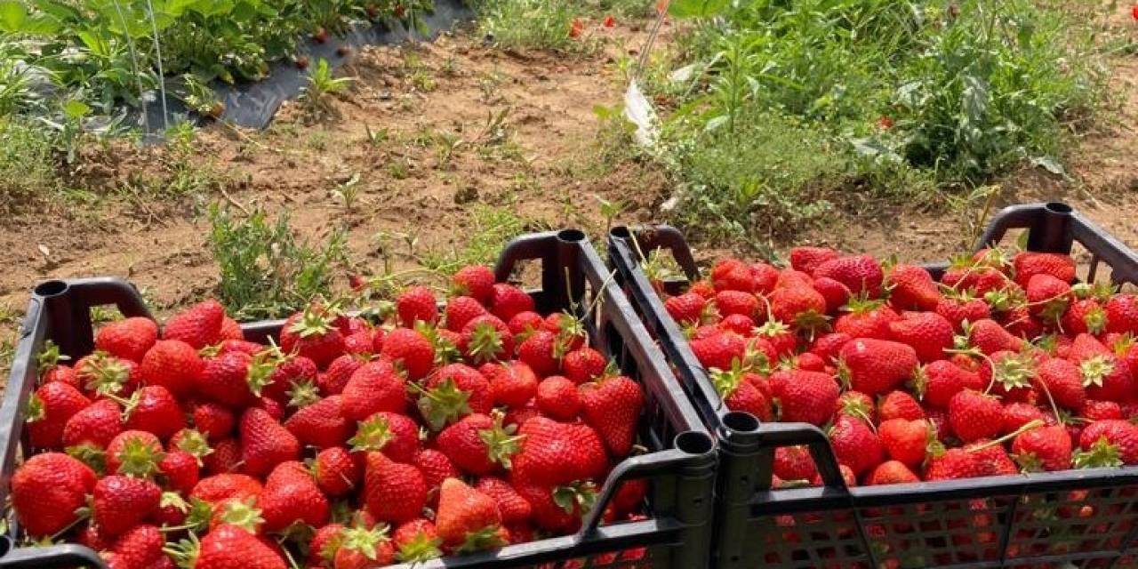Çilek Hasadı Ertelendi