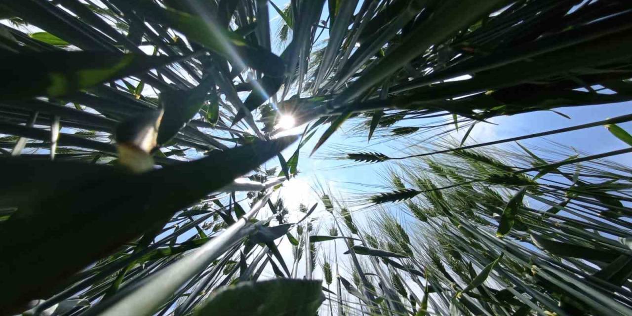 Konya Ovası’nda Hasat Sezonu Öncesi Rekolte Beklentisi Arttı