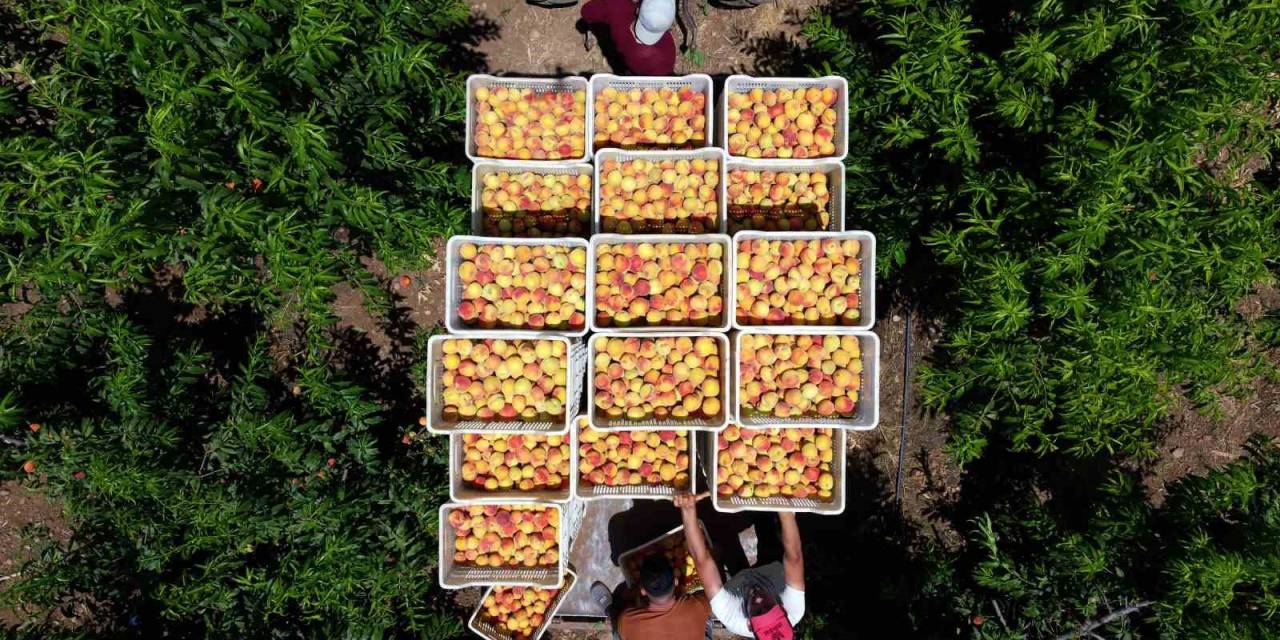 Depremin Vurduğu Hatay’da Şeftali Hasadı Başladı