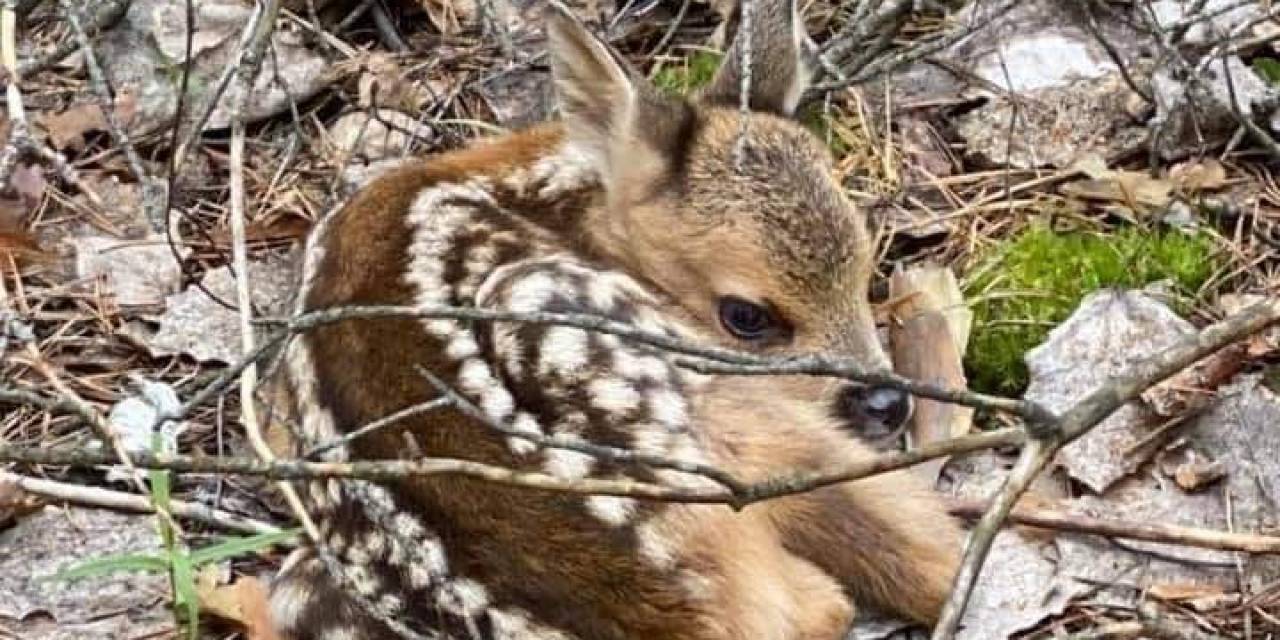 Dkmp’dan Yavru Kızıl Geyikler Konuda Önemli Uyarı