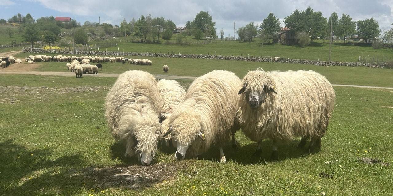 Giresun Yaylaları Koyun-kuzu Sesleriyle Şenlendi