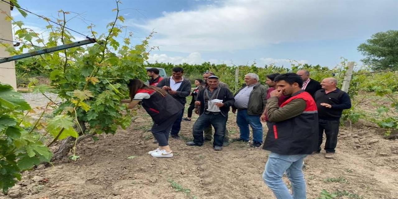 Üzüm Bağlarında Biyoteknik Mücadele Çalışmaları