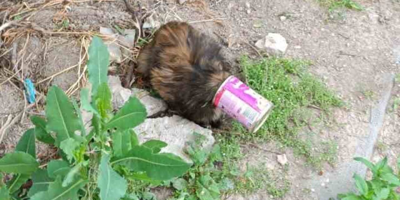 Kafası Konserve Kutusuna Sıkışan Kedi Kurtarıldı