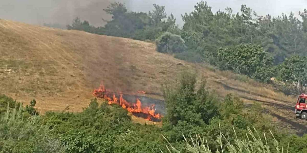 Adana’da Anız Yangını Ağaçlara Sıçradı
