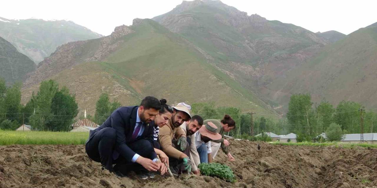 Cilo Dağı Eteklerinde Kapya Biber Ve Domates Üretimi