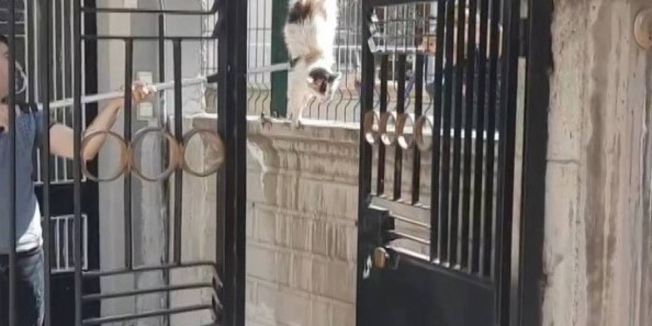Elazığ’da Tellere Sıkışan Kedi İtfaiye Tarafından Kurtarıldı
