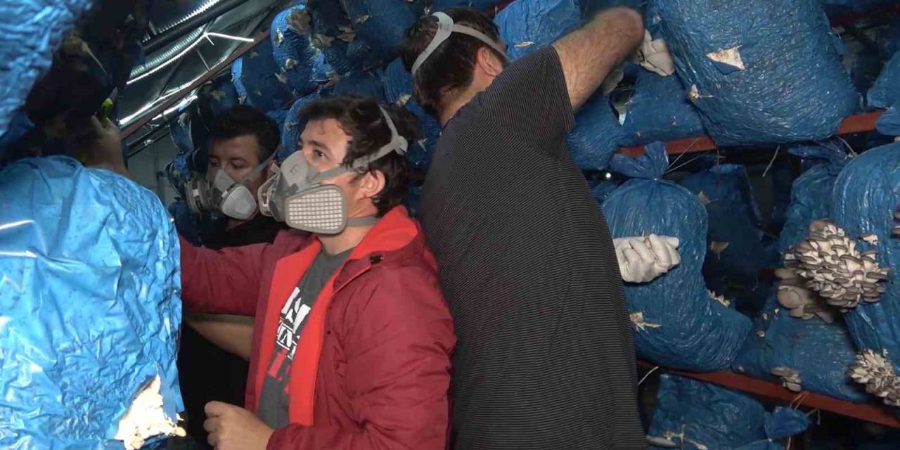 Çocukluk Arkadaşı 3 Mühendis İstiridye Mantarı Üretiyor: Kilosu 70 Liradan Satılıyor