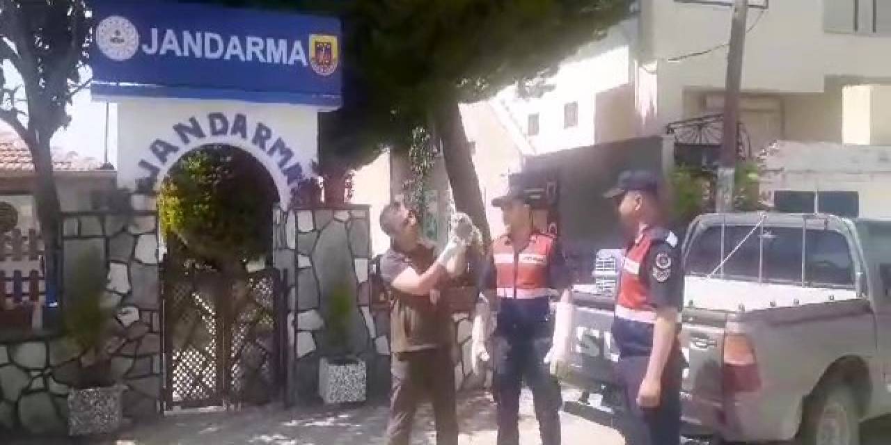 Jandarmanın Bulduğu Yaralı Alaca Baykuş Yavrusuna Koruma