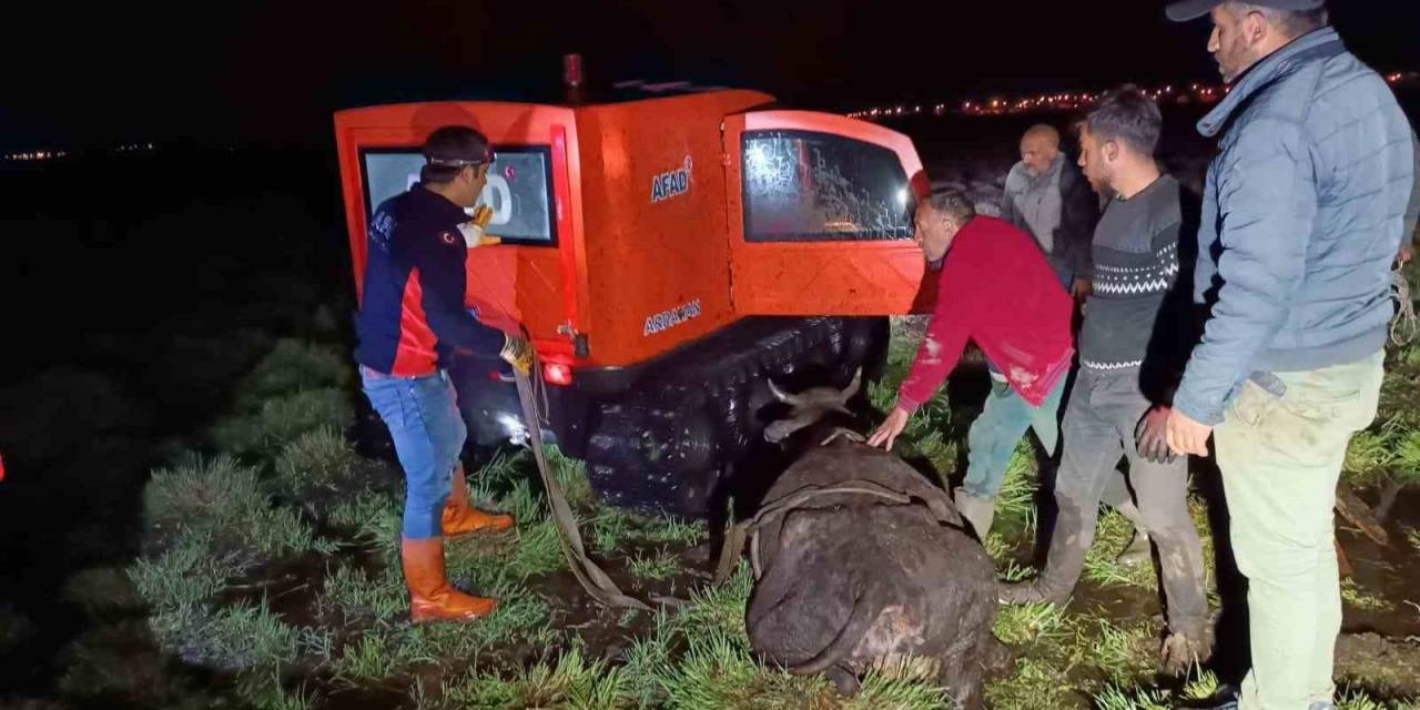 Bataklığa Saplanan İnek Afad Ekiplerince Kurtarıldı