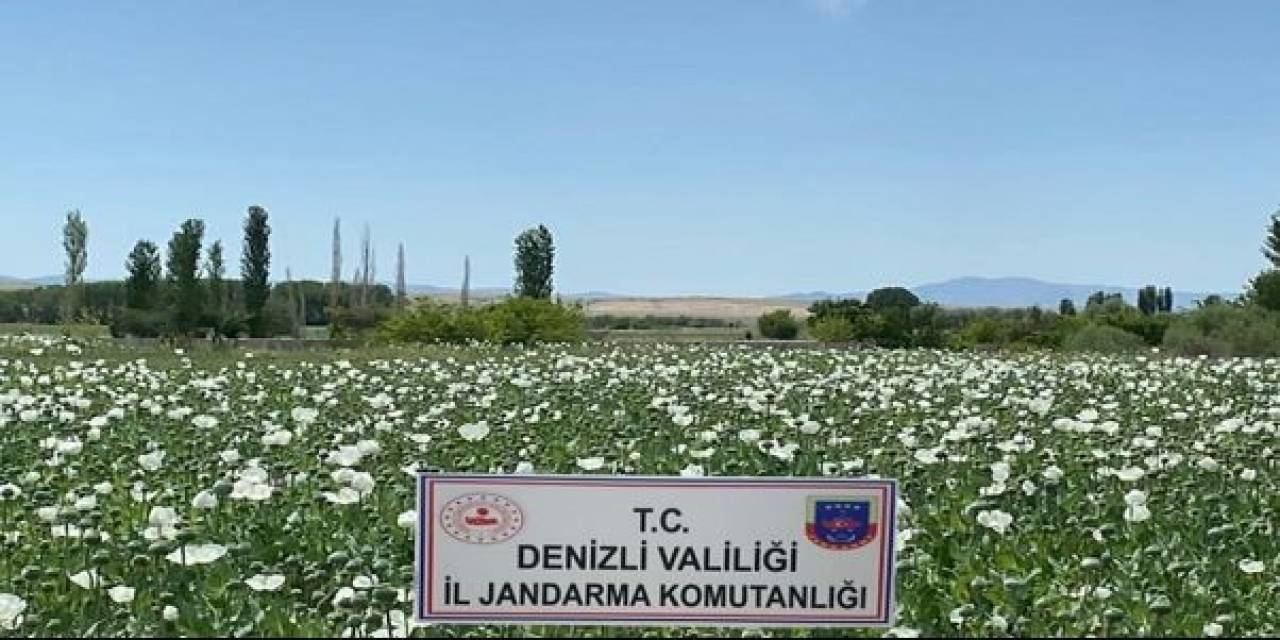 Jandarma 1 Milyon 295 Bin Kök Haşhaş Bitkisi Ele Geçirdi