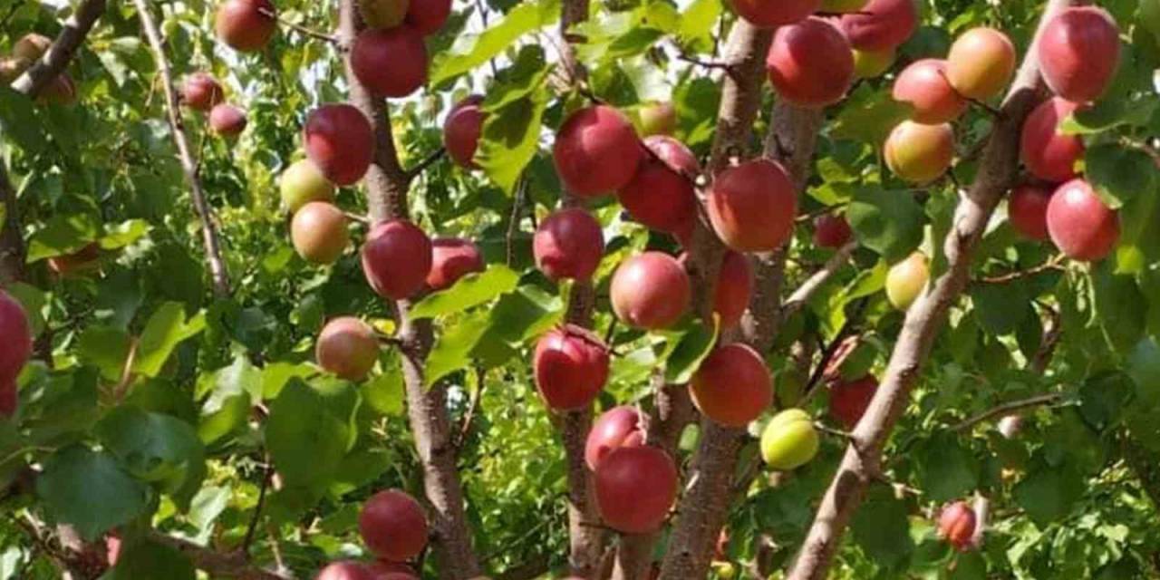 Mersin’de Kayısının Kilosu 8 Liraya Kadar Düştü