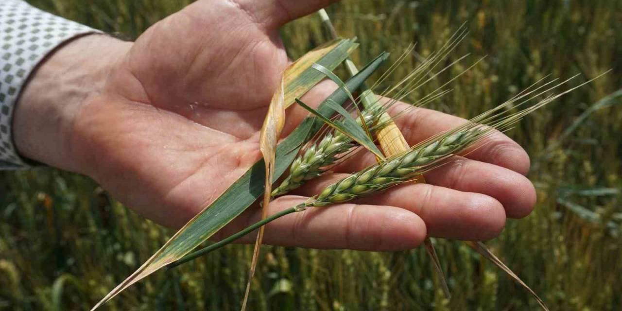 Prof. Dr. Kaya’dan Çiftçilere ’tarlalarınızı Kontrol Edin’ Uyarısı