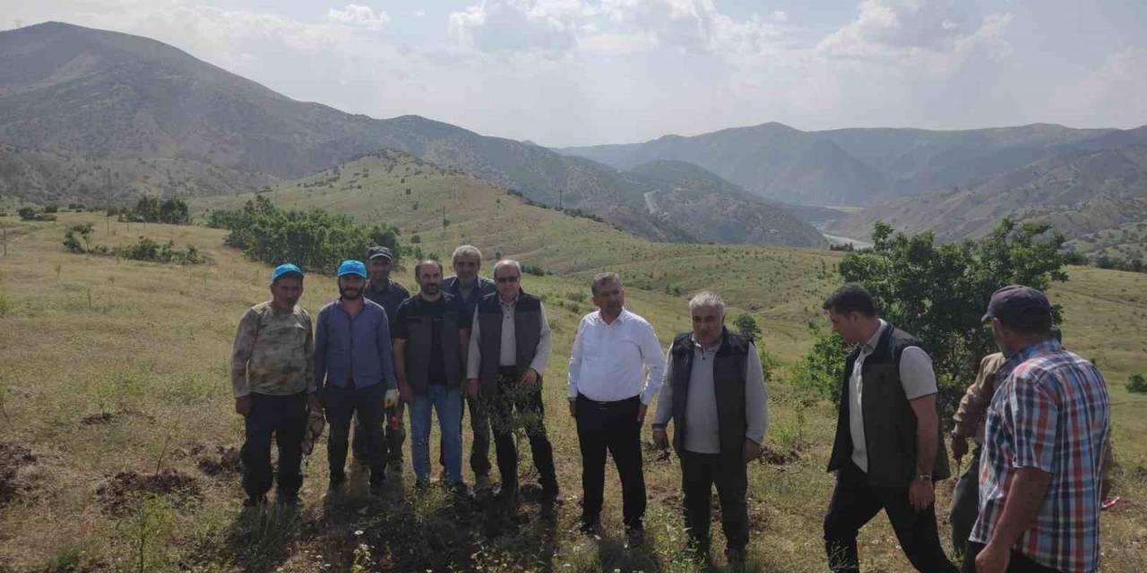 Palu’daki Bademler Yöre Halkına Gelir Kapısı Olacak