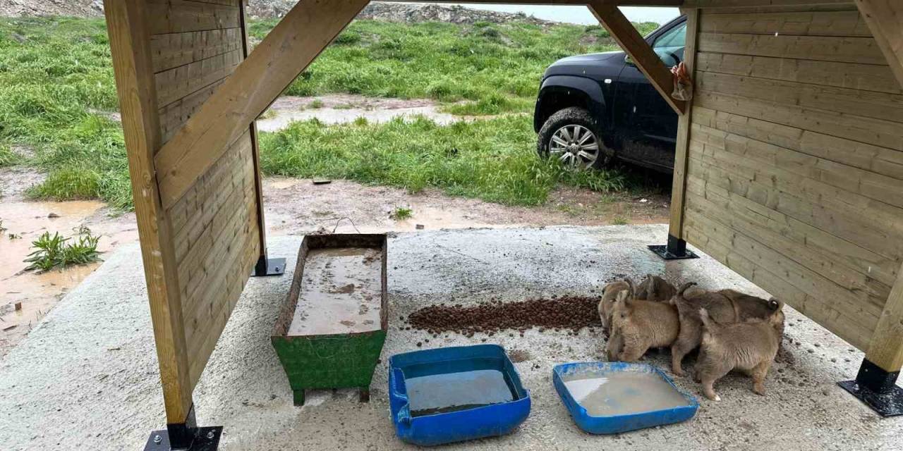 Altıntaş’ta Sokak Hayvanları İçin Besleme Alanı