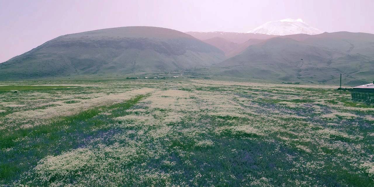 Ağrı Dağı Etekleri, Mor Ve Beyaza Büründü